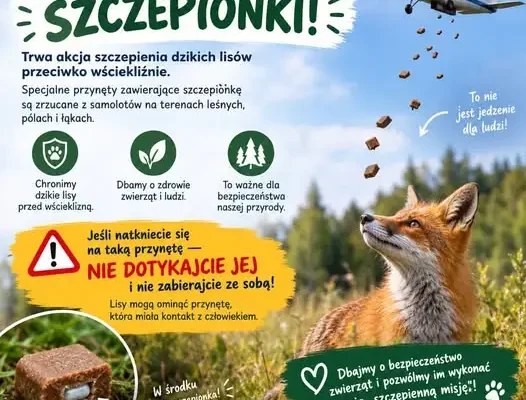 Szczepionki dla lisów spadają z nieba w okolicach Giżycka