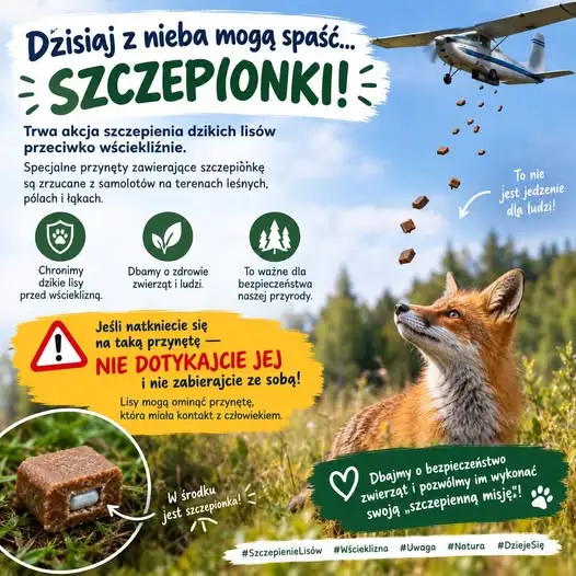 Szczepionki dla lisów spadają z nieba w okolicach Giżycka