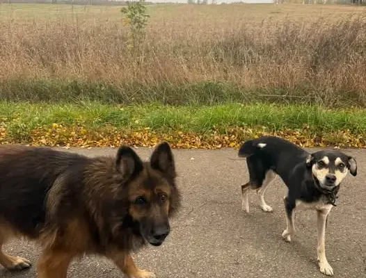 Dwa psy błąkają się w okolicy wsi Ławki – szukamy właścicieli