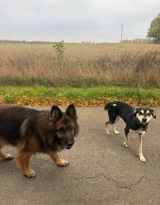 Dwa psy błąkają się w okolicy wsi Ławki – szukamy właścicieli